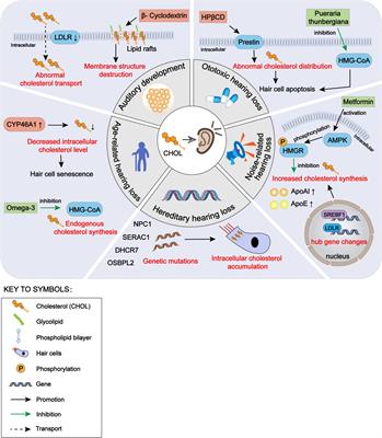 Impact of cholesterol homeostasis within cochlear cells on auditory development and hearing loss